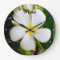 Hawaii Plumeria