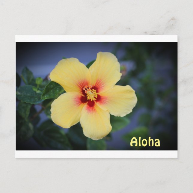 hawaii post card with the hawaii state flower. (Front)