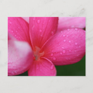 Hawaii Postcard