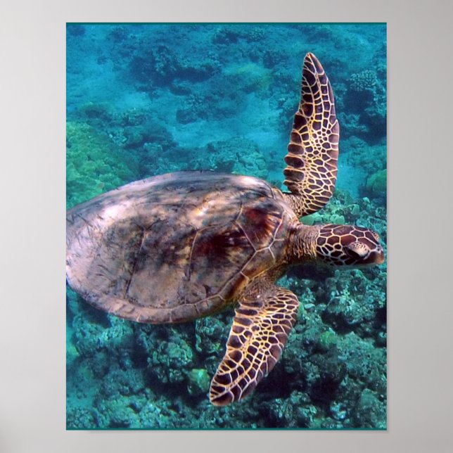 Hawaii Sea Turtle Poster (Front)