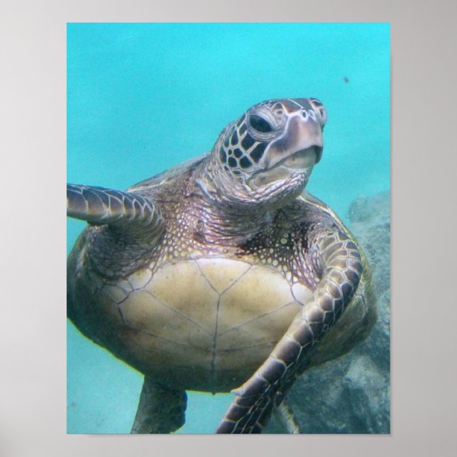 Hawaii Sea Turtle Poster (Front)