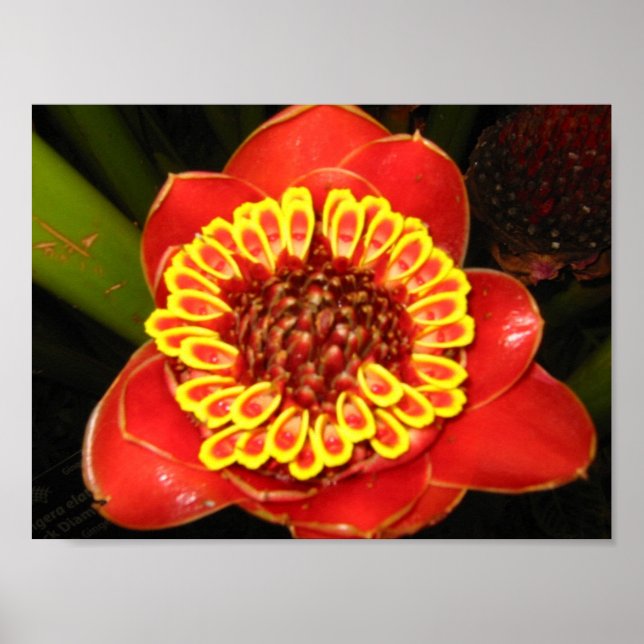 Hawaii Torch Ginger Poster (Front)