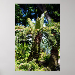 Hawaii Tree Poster