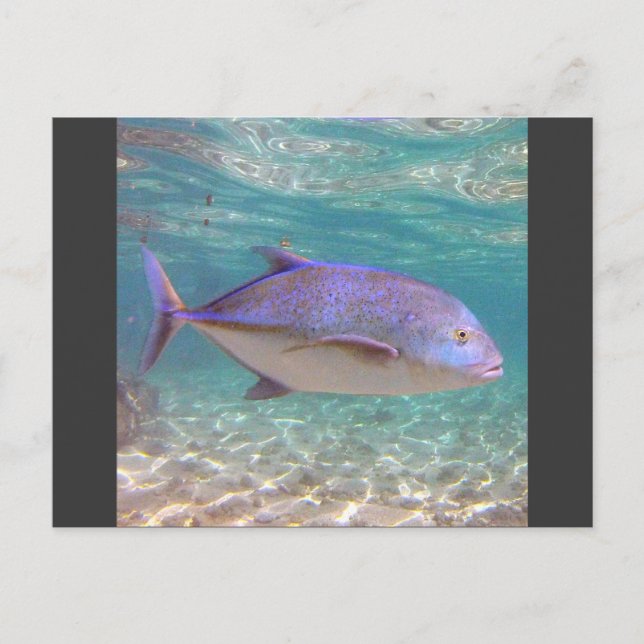 Hawaii Trevally Fish Postcard (Front)