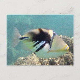 Hawaii Trigger Fish - Humuhumunukunukuapua'a Postcard