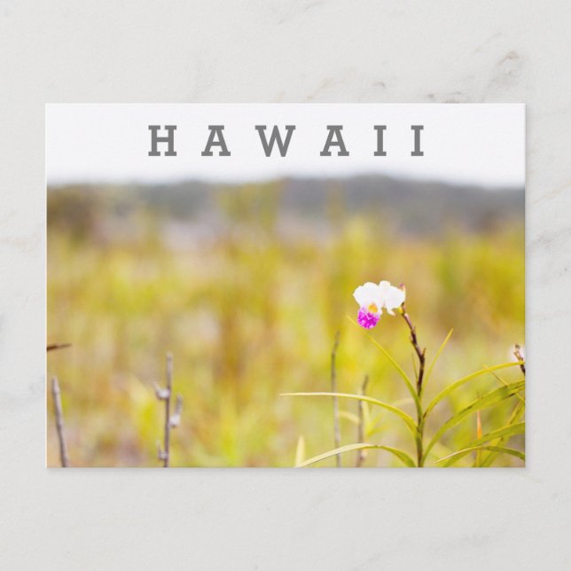 Hawaii Tropical Orchid Volcanoes National Park Postcard (Front)