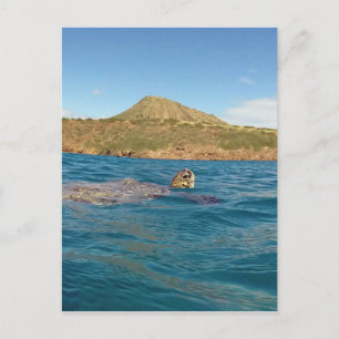 Hawaii turtle postcard