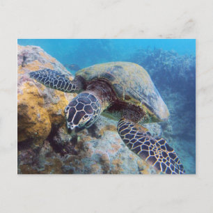 Hawaii Turtle Postcard