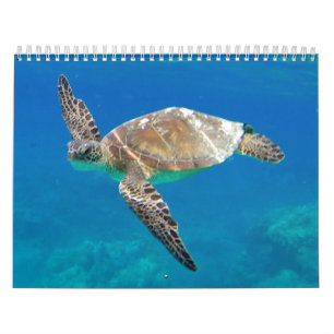 Hawaii Turtles Calendar