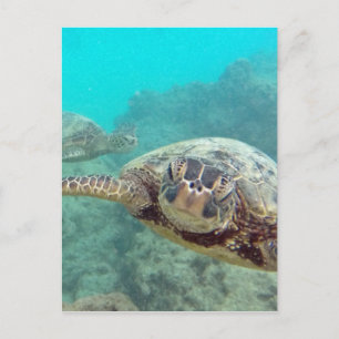 Hawaii Turtles - Honu Postcard