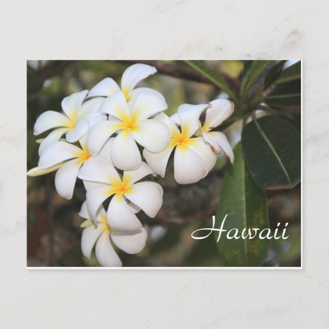 Hawaii, White flowers, Post Card (Front)