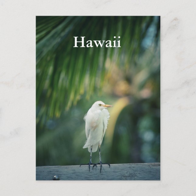 Hawaii White Heron Postcard (Front)