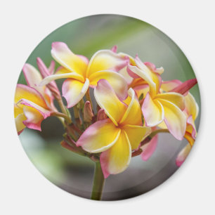 Hawaii Yellow Pink Plumeria Flowers Magnet