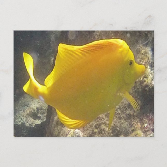 Hawaii Yellow Tang Fish Postcard (Front)
