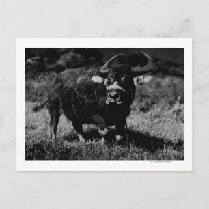 HawaiiA Water Buffalo  PhotographHawaii Postcard