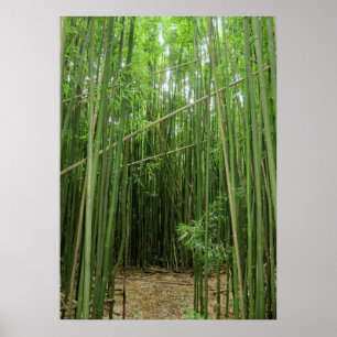 Hawaiian Bamboo Forest Poster