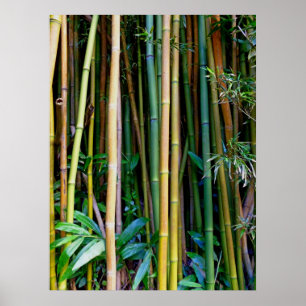 Hawaiian Bamboo Poster