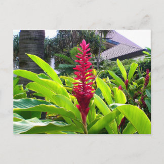 Hawaiian Bloom Postcard