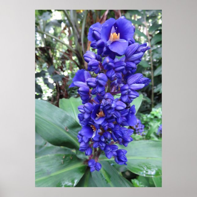 Hawaiian Blue Ginger Poster (Front)