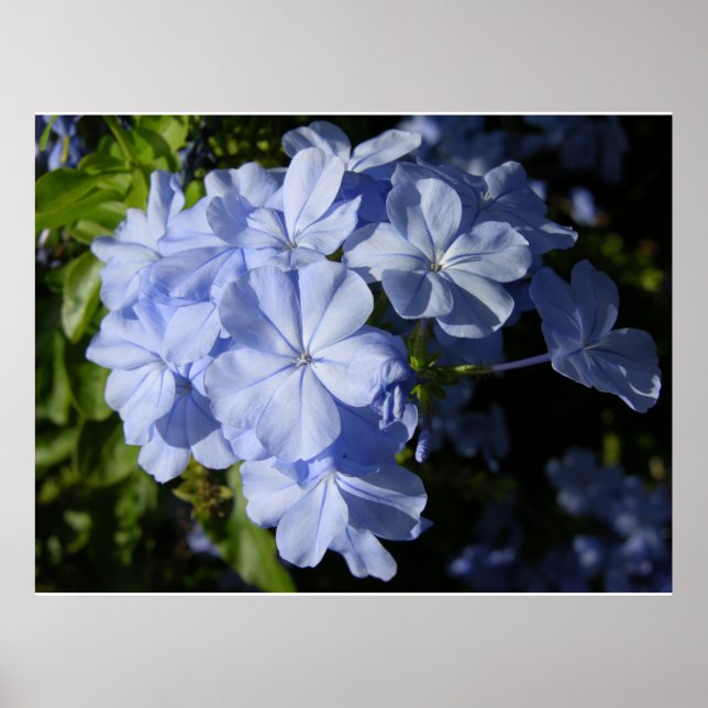 Hawaiian Blue Plumbago flower  Poster (Front)