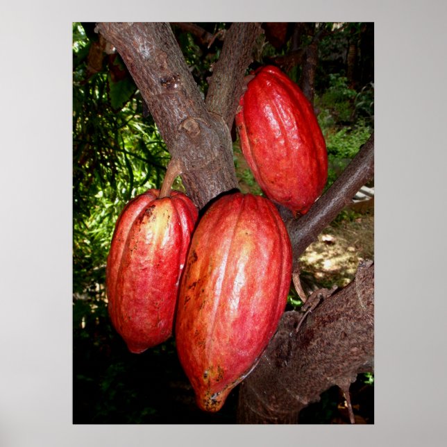 Hawaiian Cacao Pods Poster (Front)