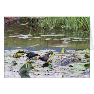 Hawaiian Common Moorhen in Lily Pond