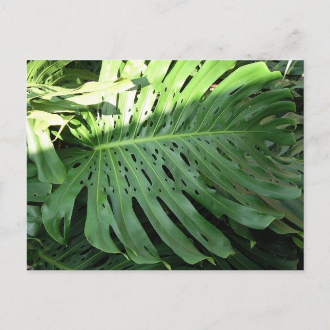 Hawaiian Elephant Ear Plant Postcard (Front)