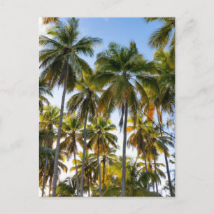 Hawaiian Exotic Beach Palm Trees Postcard