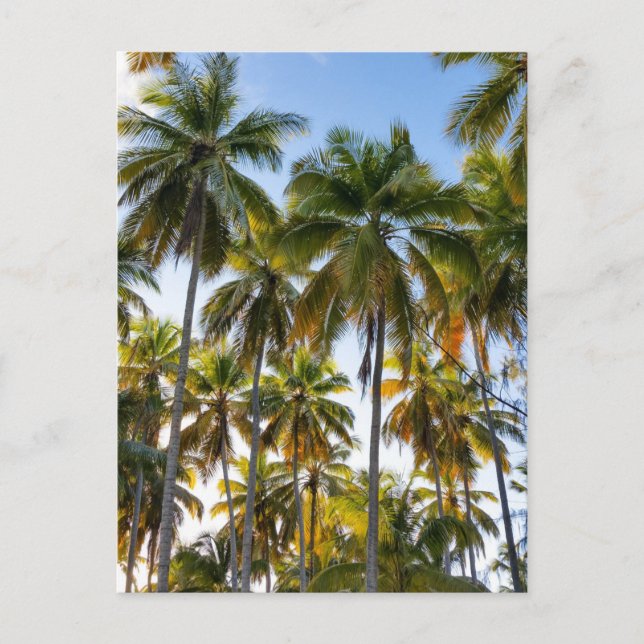 Hawaiian Exotic Beach Palm Trees Postcard (Front)