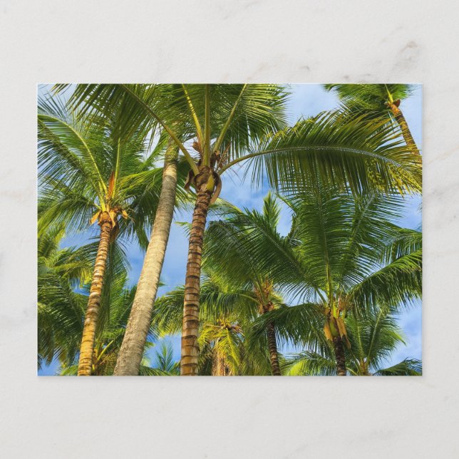 Hawaiian Exotic Beach Palm Trees Postcard (Front)