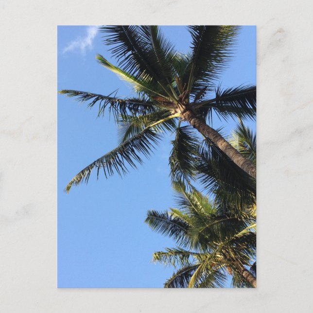 Hawaiian Exotic Beach Palm Trees Postcard (Front)