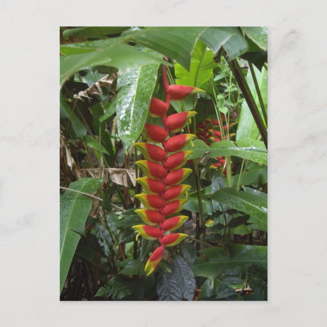 Hawaiian Firecracker Postcard (Front)