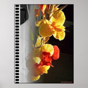 Hawaiian Flame Flowers Poster2 (Film Strip Effect) Poster