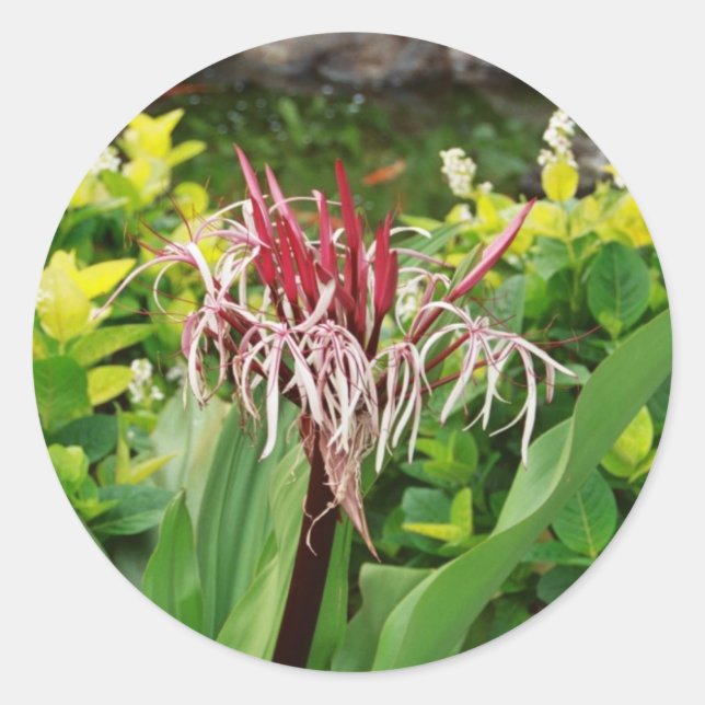 Hawaiian Flower Classic Round Sticker (Front)