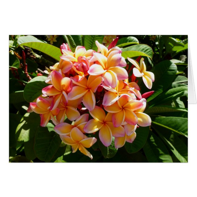 Hawaiian Frangipani (Front Horizontal)