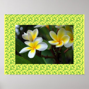 Hawaiian Frangipani Blissful Blossoms Plumerias Poster