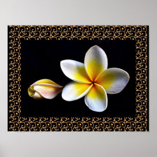 Hawaiian Frangipani Blissful Blossoms Plumerias Poster