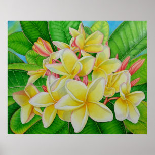 Hawaiian Frangipani Poster