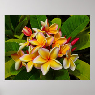 Hawaiian Frangipani Poster