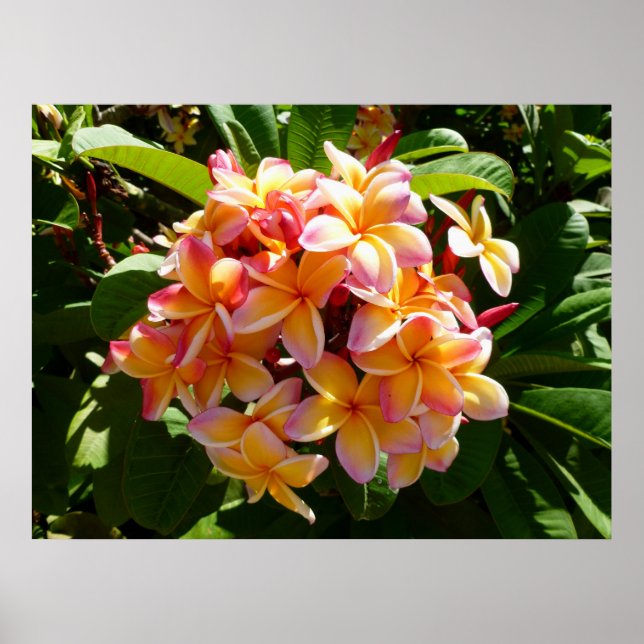 Hawaiian Frangipani Poster (Front)