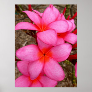 Hawaiian Frangipani Poster