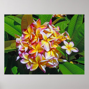 Hawaiian Frangipani Poster