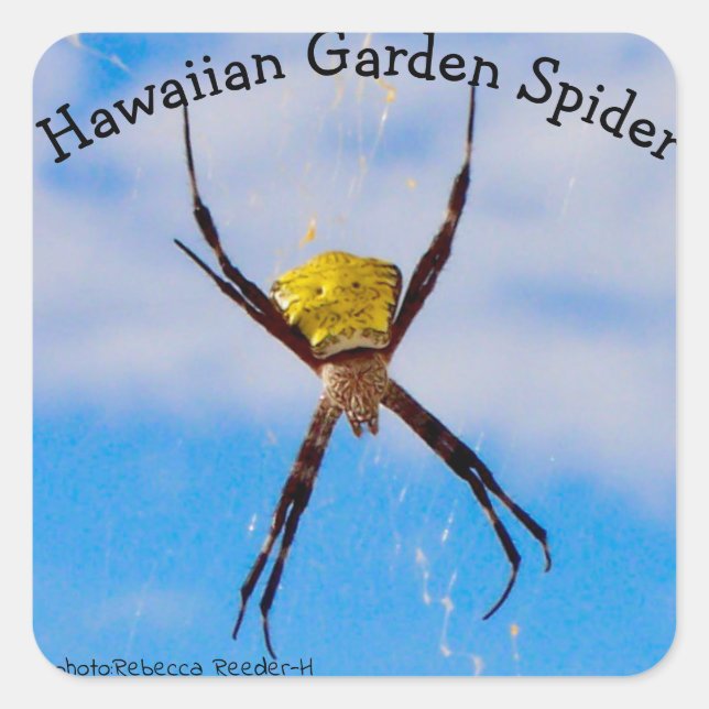 Hawaiian Garden Spider Square Sticker (Front)