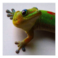 Hawaiian Gecko