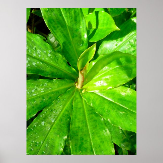 Hawaiian Ginger Plant Poster (Front)