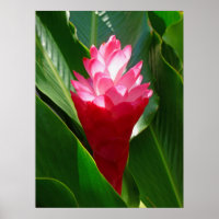 Hawaiian Ginger