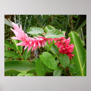 Hawaiian Ginger Poster