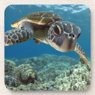 Hawaiian Green Sea Turtle Coaster