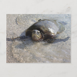 Hawaiian Green Sea Turtle Swimming On Beach Of Hal Postcard