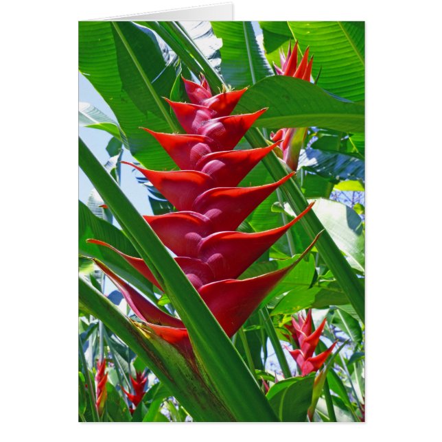 Hawaiian Heliconia (Front)